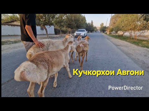 Видео: Стоп савдо шудан рафтан тарафи ш. ХУЧАНД ( Лелинобод) 