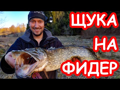 Видео: Щука на фидер. Ловля щуки на джиг. Весенняя рыбалка 2019