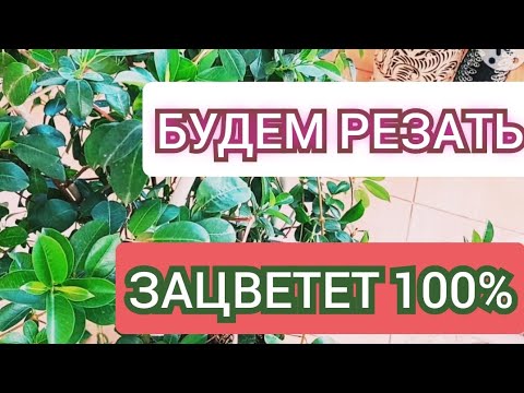 Видео: #ДИПЛАДЕНИЯ #мандевилла 😯 МОЙ СПОСОБ ОБРЕЗКИ ДЛЯ ПЫШНОГО ЦВЕТНИЯ.  БЫВАЕТ И ТАКОЕ. 😕