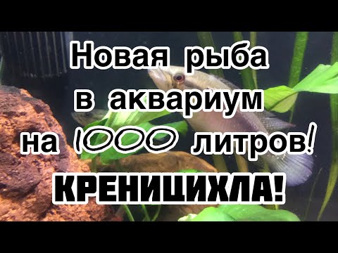 Видео: Кринецихлы!! Новая рыба а аквариуме на 1000 литров!!