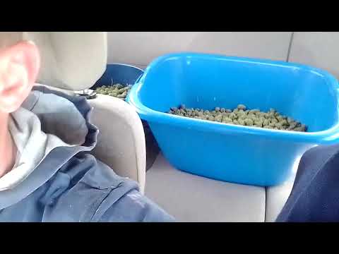 Видео: Как заработать в лесу 60т. в месяц (сбор сосновой шишки)