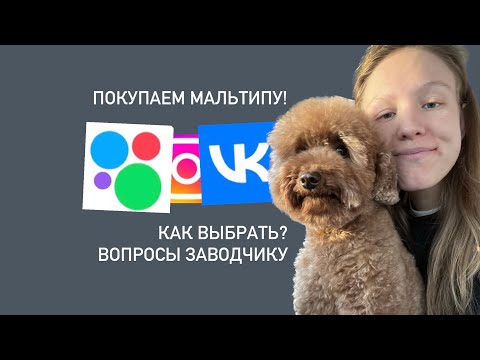 Видео: мальтипу / как выбрать щенка? где и как купить собаку?