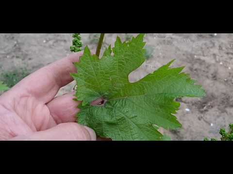 Видео: Антракноз.Виноград.Лечение.