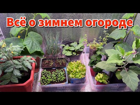 Видео: КАК ОРГАНИЗОВАН МОЙ ЗИМНИЙ ОГОРОД: стеллажи, досветка, грунт, подкормки, мошки и т.д.