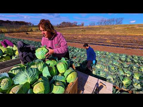 Видео: Сбор 300 кочанов капусты!