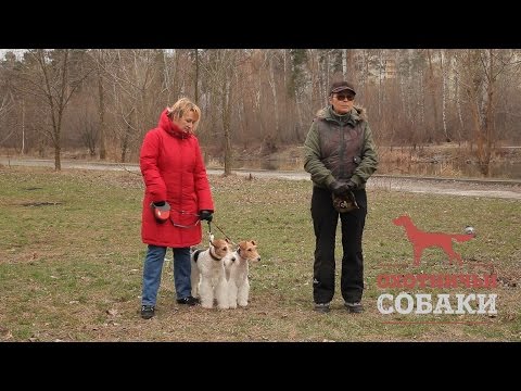Видео: Охотничьи собаки. 16 серия. Жесткошёрстный фокстерьер