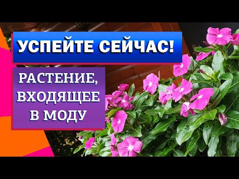 Видео: Модные однолетники. Катарантус. От А до Я.