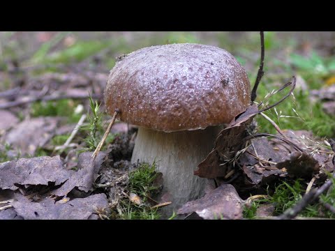 Видео: Парни впали в азарт! СОБИРАЕМ ГРИБЫ В ЛЕСУ! ПОЛЯНЫ БЕЛЫХ ГРИБОВ!