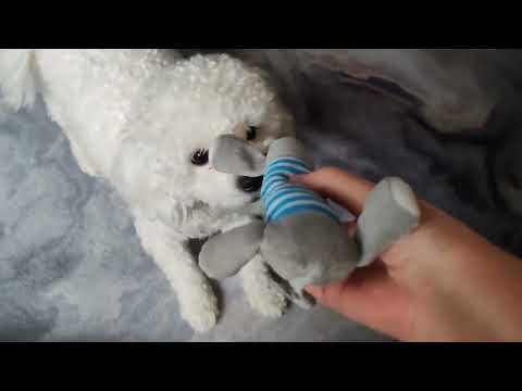 Видео: Бишон-фризе Маруся. Какие изменения в поведение собаки, через год.