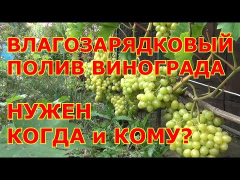 Видео: ВЛАГОЗАРЯДНЫЙ ПОЛИВ винограда. КОГДА и ГДЕ НУЖЕН?