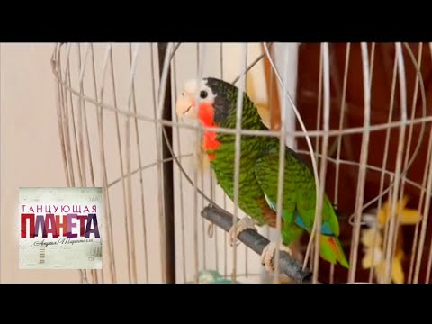 Видео: Музыка улиц. Кубинский реггетон. Часть 1 💃Танцующая планета 🌏 Моя Планета