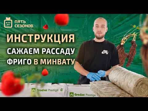 Видео: Высадка клубники фриго в каменную вату // инструкция как высадить клубнику