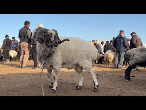 Видео: ХОРАЗМ ҚЎЙ ҚЎЧҚОР БОЗОРИ ШОВОТ 6-ноября 2024 г.