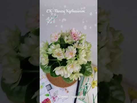 Видео: ЕК-Танец Кувшинок #фиалки #beautifulflowers #Violets  #veilchen #violette