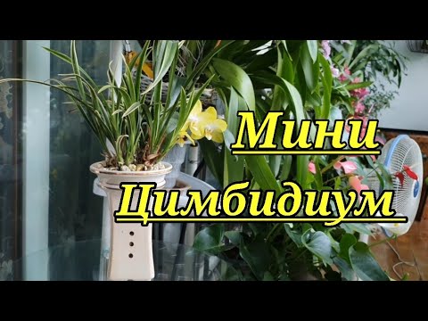 Видео: Мини ЦИМБИДИУМ.  6 месяцев после приобретения.