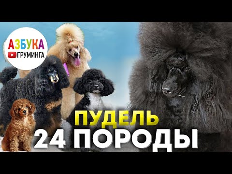 Видео: Пудель: большая энциклопедия о породе. Груминг, содержание, уход