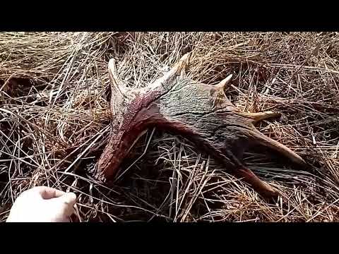Видео: Поиск лосиных рогов + Металлокоп.....
