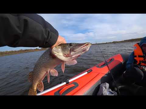 Видео: Что это за монстр, который ломает скрутку. Море поклёвок щуки