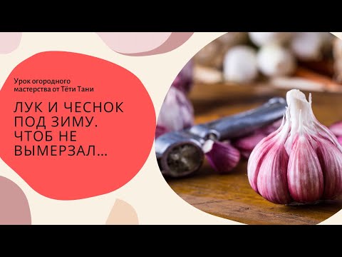 Видео: Чеснок и лук под зиму, чтоб не вымерз.