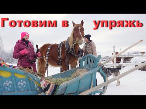 Видео: Начало заездки в сани. Приучение лошади к амуниции.