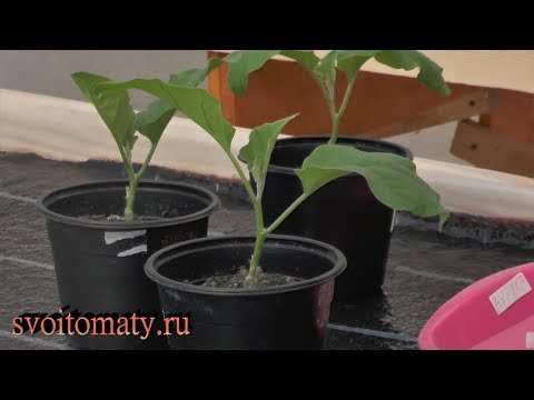 Видео: Прививка баклажана на томат. Как и зачем
