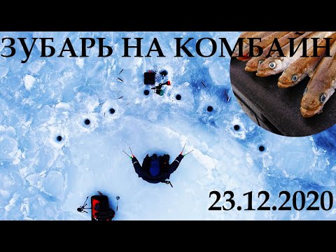 Видео: ЗУБАРЬ 23.12.2020! РЫБАЛКА НА КОМБАЙНЫ.