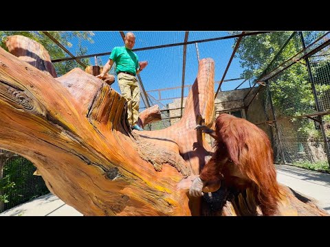 Видео: ШИКАРНОЕ ВИДЕО! За Олегом Зубковым на огромное дерево залезает ОГРОМНЫЙ ОРАНГУТАН!