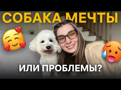 Видео: Стоит ли заводить мальтипу? Опыт за 1,5 года 🐶