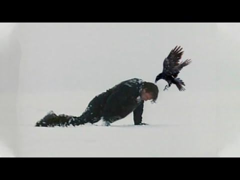 Видео: Ворон яростно долбил клювом мужчину прямо в голову. Он готов был на все ради спасения