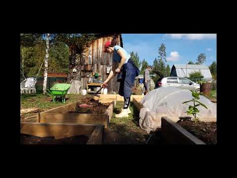 Видео: Дачные дни №15 Гуляем по лесу. Теплые грядки и последний урожай