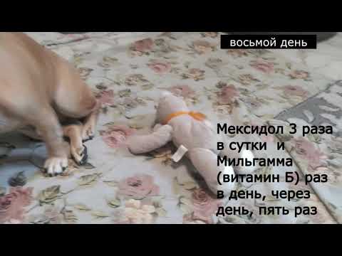 Видео: Грыжа шейного позвонка или невралгия? Французский бульдог.Боли в шее. (2 часть)