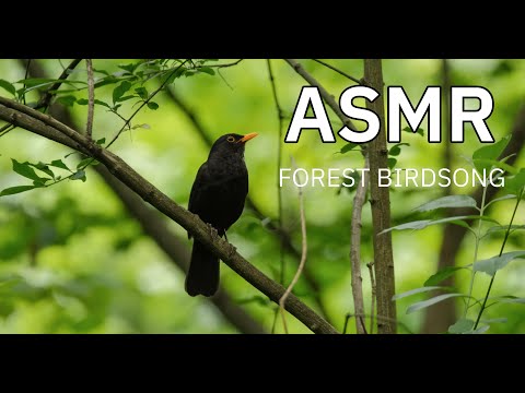 Видео: Звуки природи України. Спів птахів в буковому лісі.\ Birds singing in the beech forest ASMR