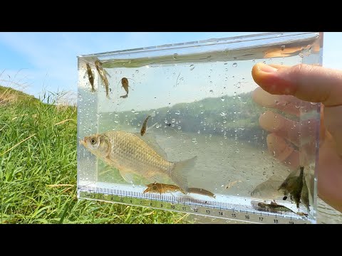 Видео: Летом я ловил рыбу в японской реке. Было интересно наблюдать за этими созданиями.