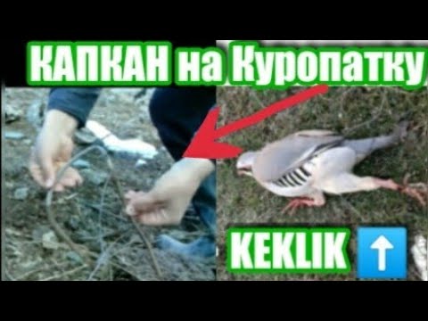 Видео: Как поставить КАПКАН (Ловушка) на Куропатку (Кеклик)2020 Кабк Шикор бо Килак.Keklik in Tajikistan