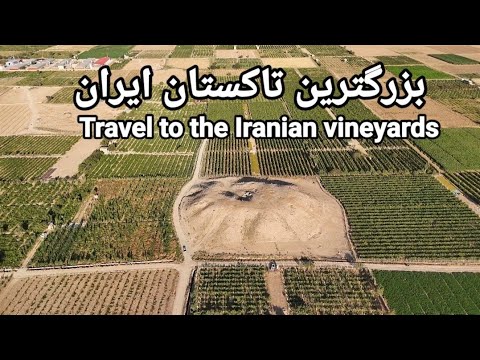 Видео: Самый большой виноградник в Иране. Виноградник Казвин.