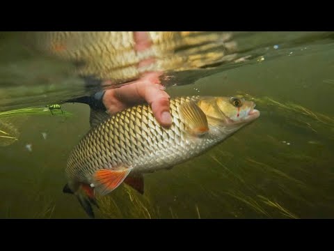 Видео: Голавль на перекате.