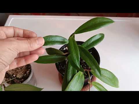 Видео: Хойи с похожими листьями. Siariae Red и Philippines.