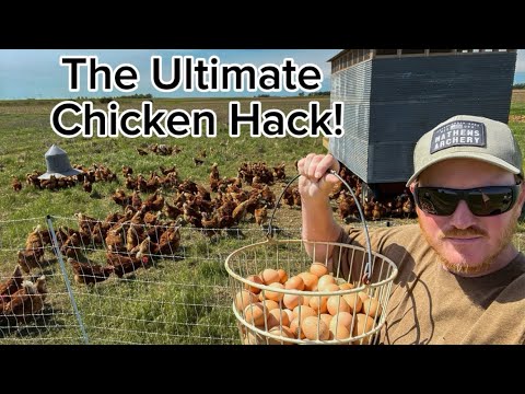 Видео: Как получить 300 кур БЕСПЛАТНО!!!