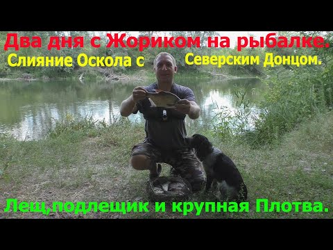 Видео: Два дня с Жориком на рыбалке. Слияние Оскола с Северским Донцом. Лещ,подлещик,крупная Плотва.