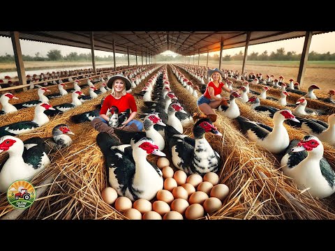 Видео: Как выращивают и перерабатывают миллионы мускусных уток – Невероятное московское фермерство ради яиц