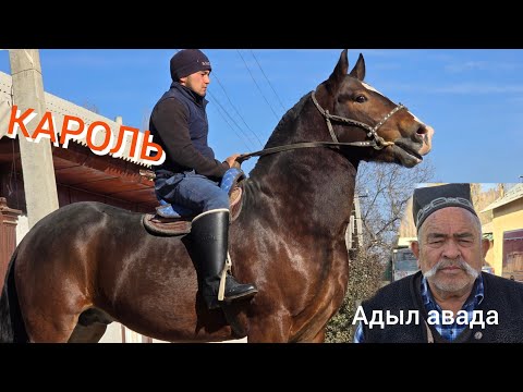 Видео: КАРОЛЬ   Адыл  авада  2 года  1.70 см Ноокат 