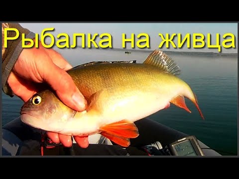 Видео: Рыбалка на живца