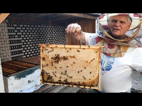 Видео: Когда нужно отбирать рамки с медом для откачки