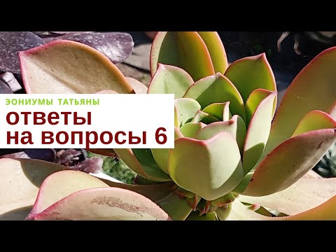 Видео: Эониумы Татьяны Ответы на вопросы 6