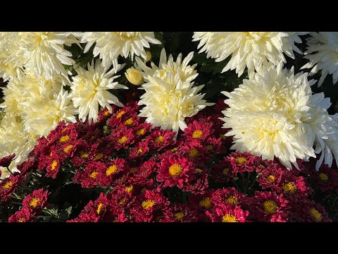 Видео: Хризантема мультифлора в не отапливаемой теплице.