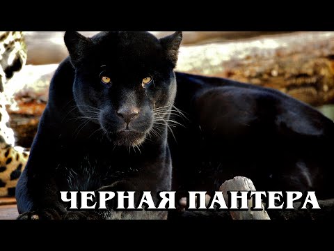 Видео: Черная пантера: Мифы и реальность про черных пантер | Интересные факты про больших кошек