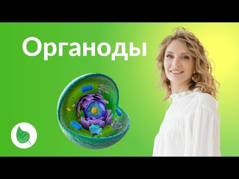 Видео: Органоиды