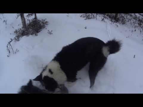 Видео: проверка капканов на соболя 3