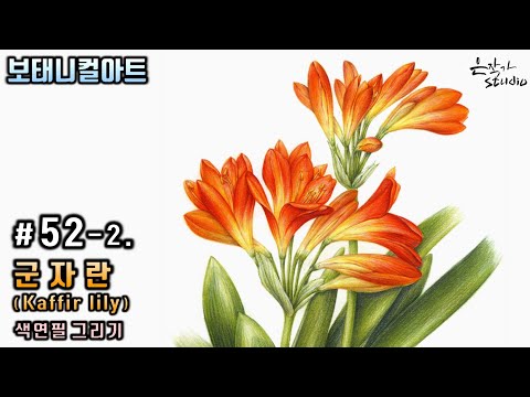 Видео: [Цветочная живопись / Ботаническое искусство] № 52-2. Цветной карандашный рисунок кафрской лилии