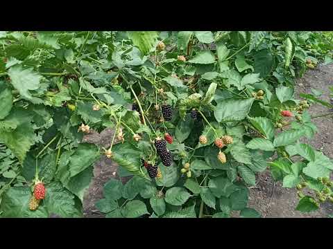 Видео: Сорт ежевики Натчез 2020